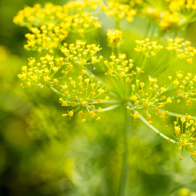 الشمر الأخضر