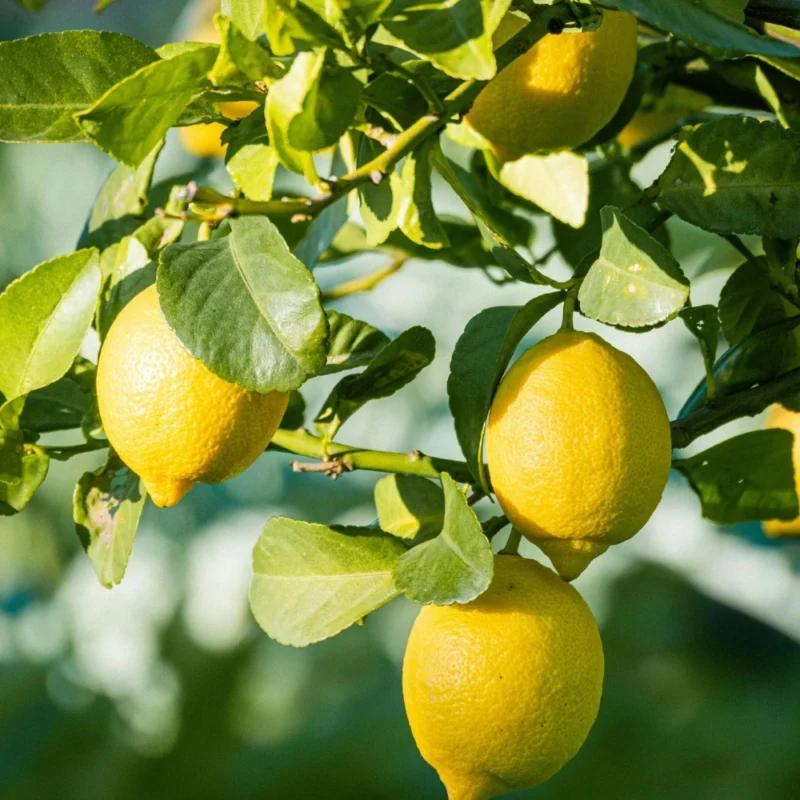 الليمون