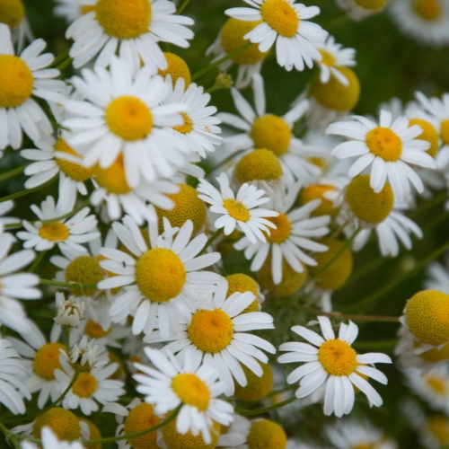 افضل الاعشاب لعلاج القولون