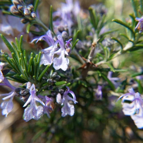 علاج القولون التقرحي بالأعشاب